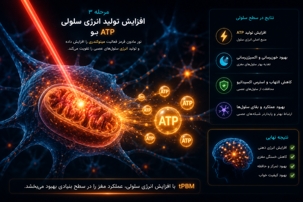 تقویت ارتباطات نورونی و سیناپسی با نور مادون قرمز tPBM